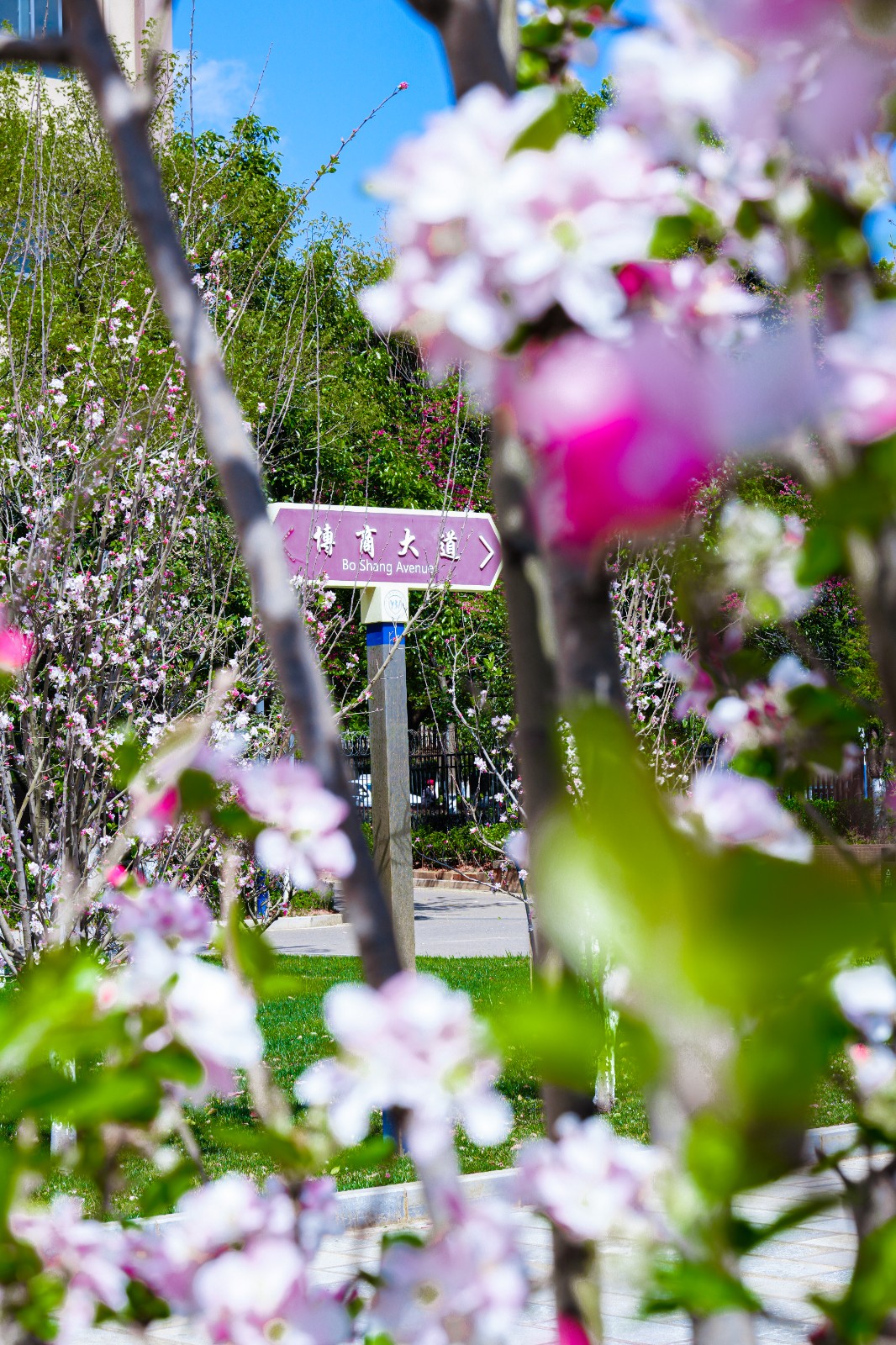 校園風(fēng)光